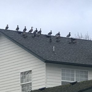 neighborhoodmallards.jpg