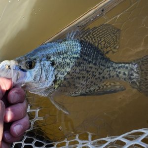 20240329_First_crappie.jpg