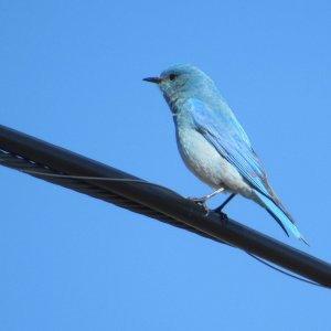 bluebird3.JPG