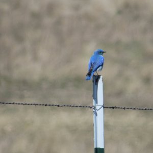 bluebird1.JPG