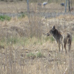 coyote1.JPG