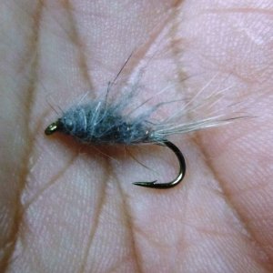 Gray Hares Ear Nymph.JPG