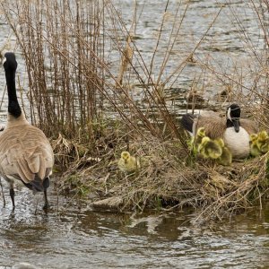 020-Goslings-041124.jpg