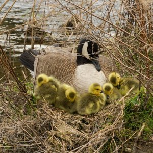 025-Goslings-041124-2.jpg