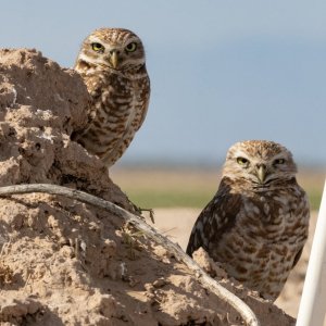 A02BurrowingOwls22995.jpg