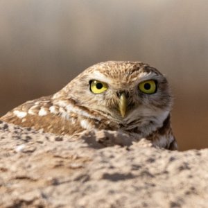 A03BurrowingOwlEyes3003.jpg