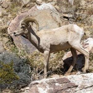 A02DesertBighornRam3224.jpg