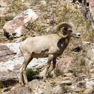 A06DesertBighornRam3250.jpg