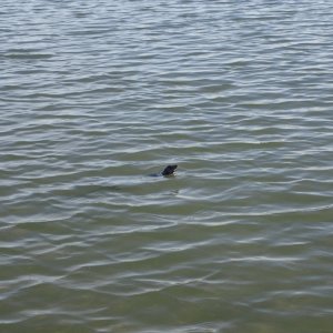 IMG_7089.jpeg