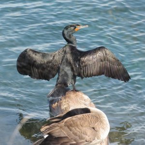 cormorant.JPG