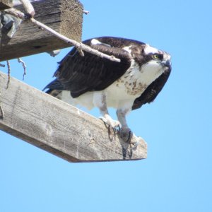 osprey.JPG