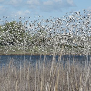 snowgeese.JPG