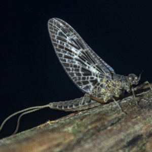 A01CallibaetisMayfly_4150051 copy.jpg