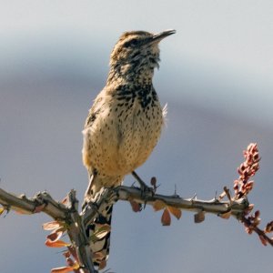 A04CactusWrenSingingInOcotillo3088.jpg