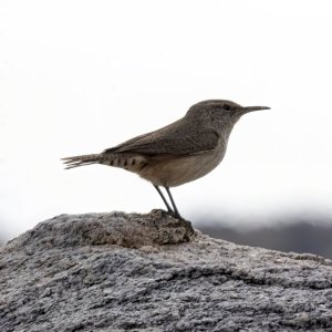 A05RockWren1727.jpg