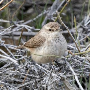 A06RockWren1766.jpg