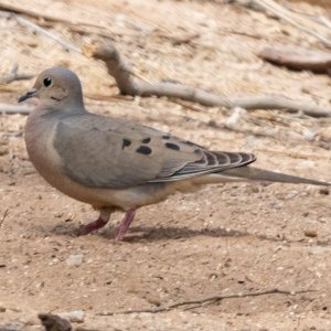 B01MourningDove2757.jpg