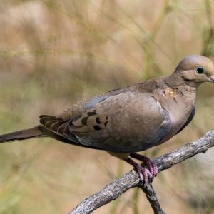 B02MourningDove2767.jpg