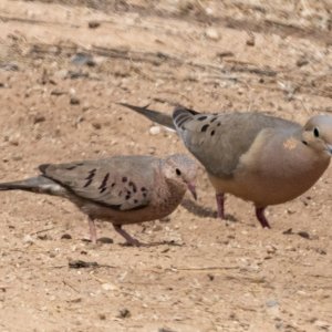 B05CommonGroundDoveMourningDove2762.jpg