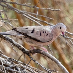 B06CommonGroundDove2749.jpg