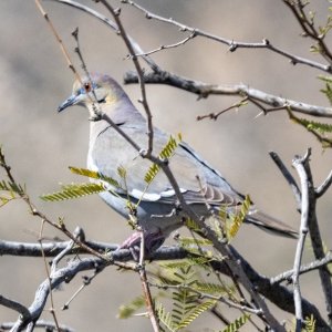 B04WhiteWingedDoveInHoneyMesquite3069.jpg