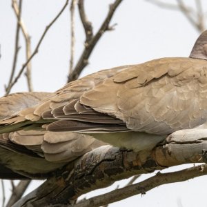 B07EurasianCollaredDove2774.jpg