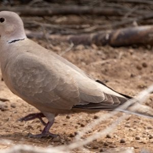 B08EurasianCollaredDove2723.jpg