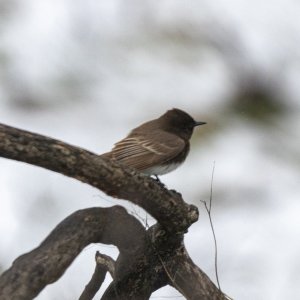 C01BlackPhoebe3423.jpg