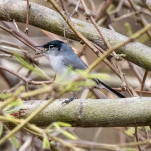 C03BlacktailedGnatcatcher2821.jpg