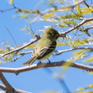 C00WesternFlyCatcher3143.jpg