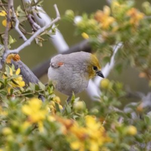 C05Verdin3703.jpg