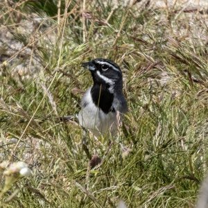 A01BlackThroatedSparrow2126.jpg