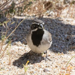 A02BlackThroatedSparrow3358.jpg