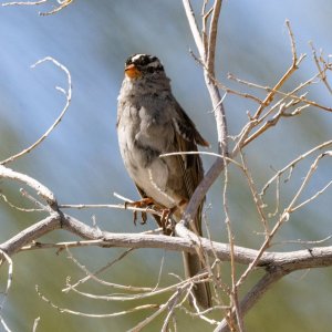 A07WhiteCrownedSparrow3097.jpg