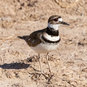 A01Killdeer3038.jpg