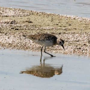 A02BlackBelliedPlover2380.jpg