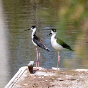 A03BlackNeckedStilts2554.jpg