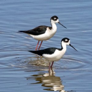 A04BlackNeckedStilts2642.jpg