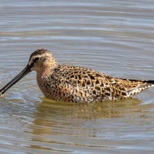 A05ShortBilledDowitcher2593.jpg