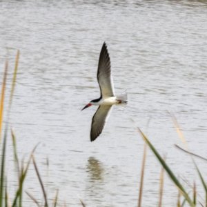 A10BlackSkimmer2842.jpg