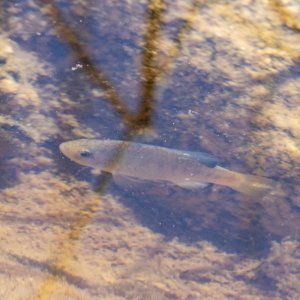 DesertPupfishMale3377.jpg