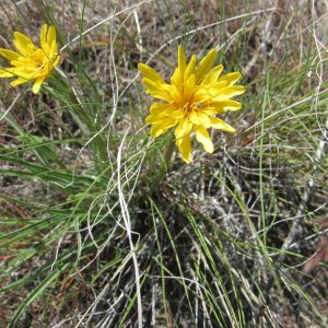 sagebrush false dandelion.JPG