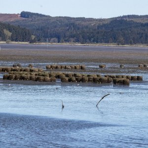 A01OysterShellBales3829.jpg