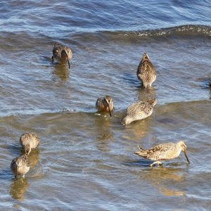 A03ShortbilledDowitchers4836.jpg