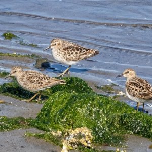 A04LeastSandpipers4859.jpg