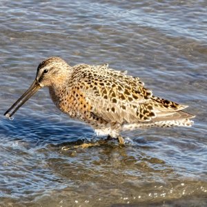 A02ShortbilledDowitcher4812.jpg