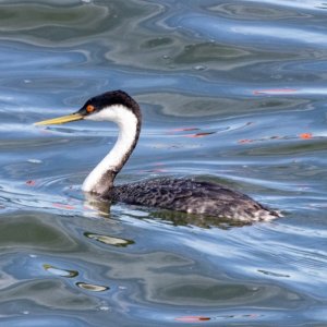 A05WesternGrebe3822.jpg