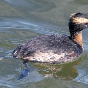 A06HornedGrebe3919.jpg