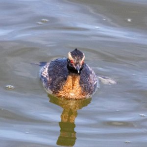 A07HornedGrebe3911.jpg