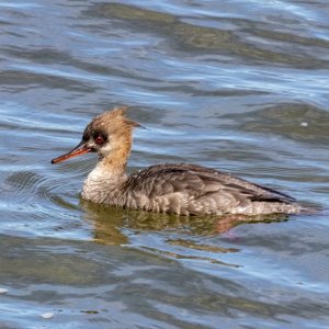 A10RedBreastedMerganserHen3902.jpg